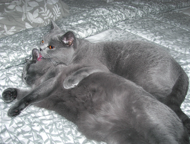 British Blue kitten Rockie