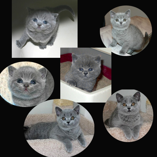Blue British Shorthair kitten