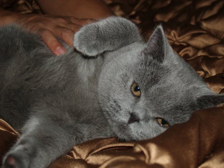 Dandyblue Prince Marley