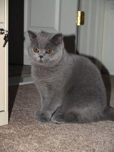 British Shorthair kitten