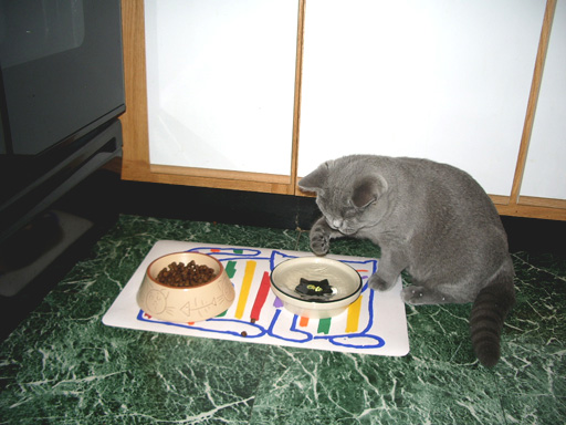 British Shorthair blue kitten