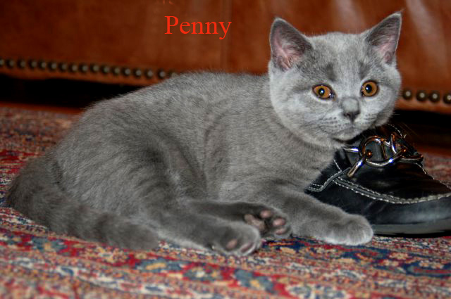 DandyBlue British Shorthair kitten