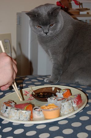 British Shorthair kitten